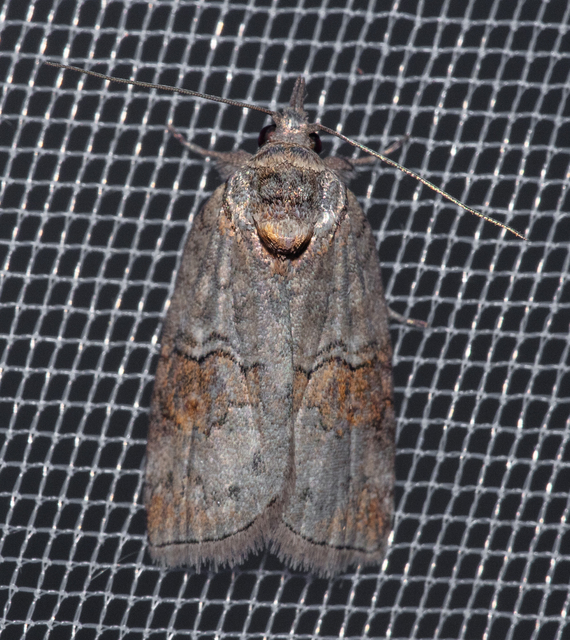Nycteola asiatica - nyárfa-trapézbagoly