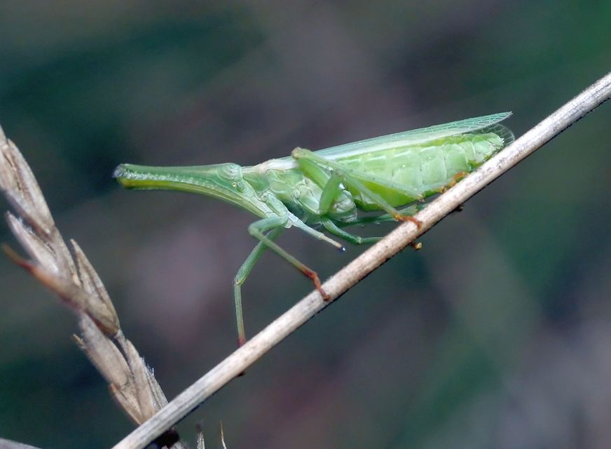 Dictyophara pannonica