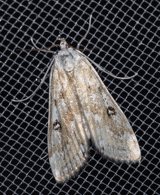 Parapoynx stratiotata - közönséges vízimoly