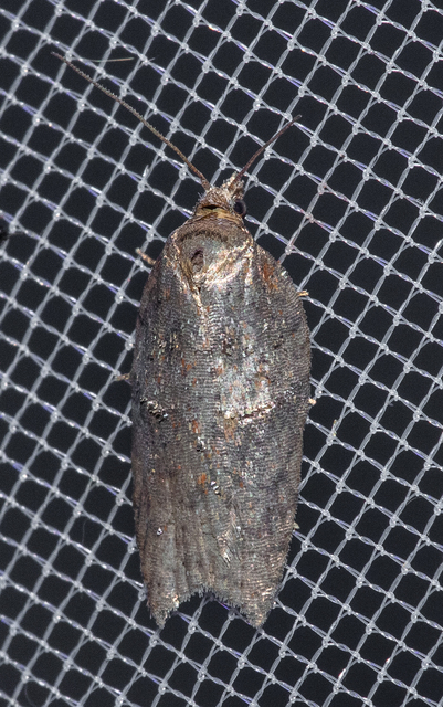 Acleris sparsana - hamvas levélmoly