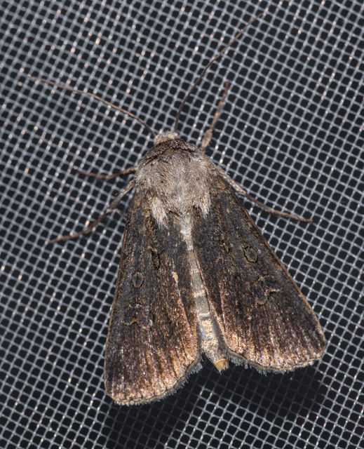 Agrotis segetum - vetési földibagoly