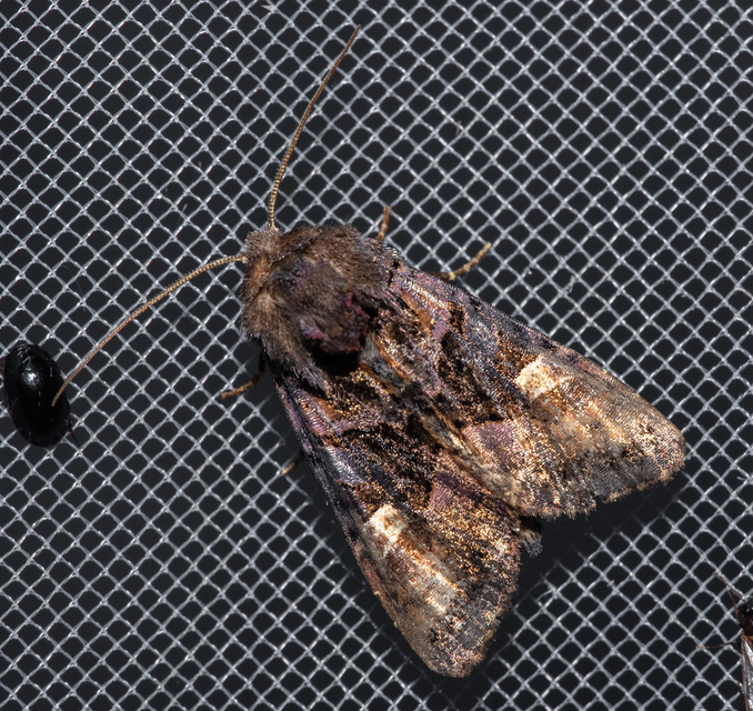 Euplexia lucipara - szeder-csipkésbagoly