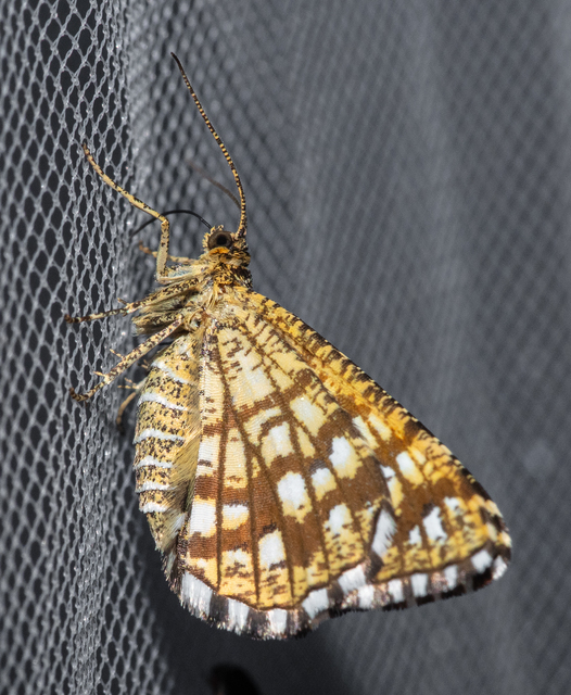 Chiasmia clathrata - rácsos rétiaraszoló