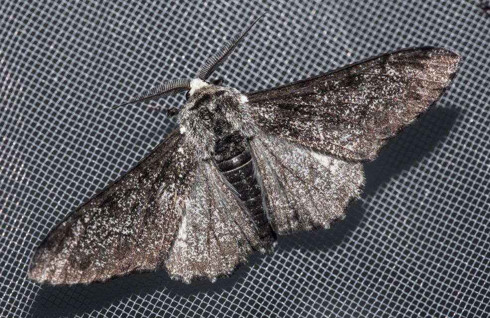 Biston betularia - szürkepettyes araszoló