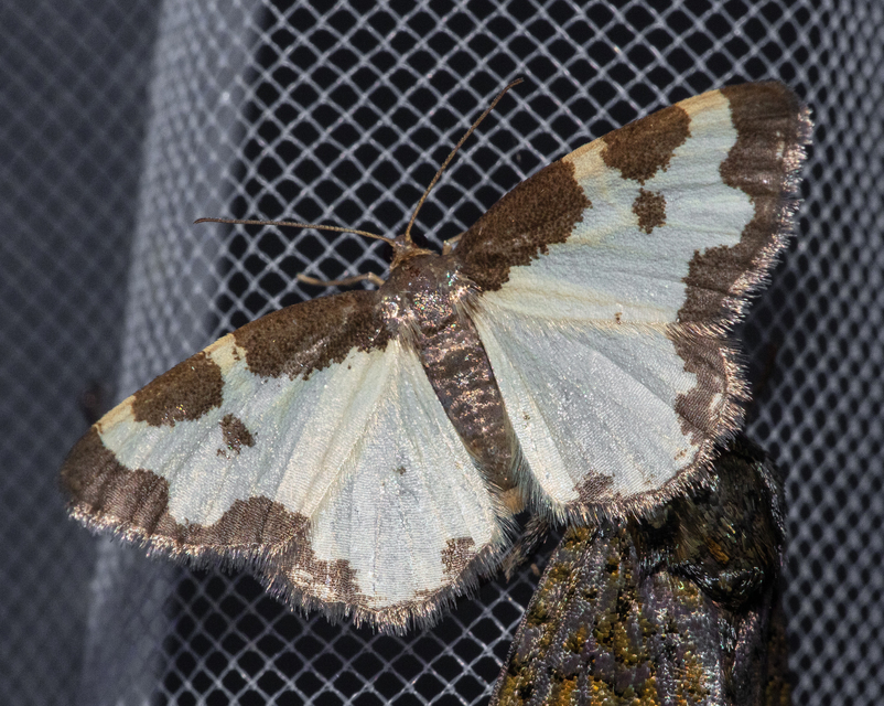 Lomaspilis marginata - szegélyes nyárfaaraszoló