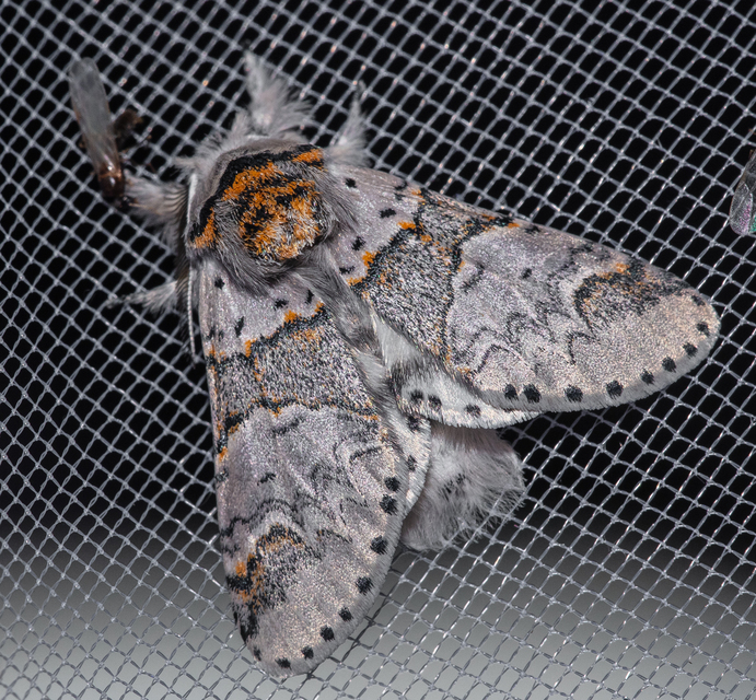 Furcula furcula - szürke púposszövő
