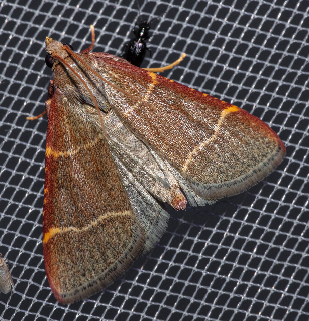 Hypsopygia glaucinalis - rezes fényilonca