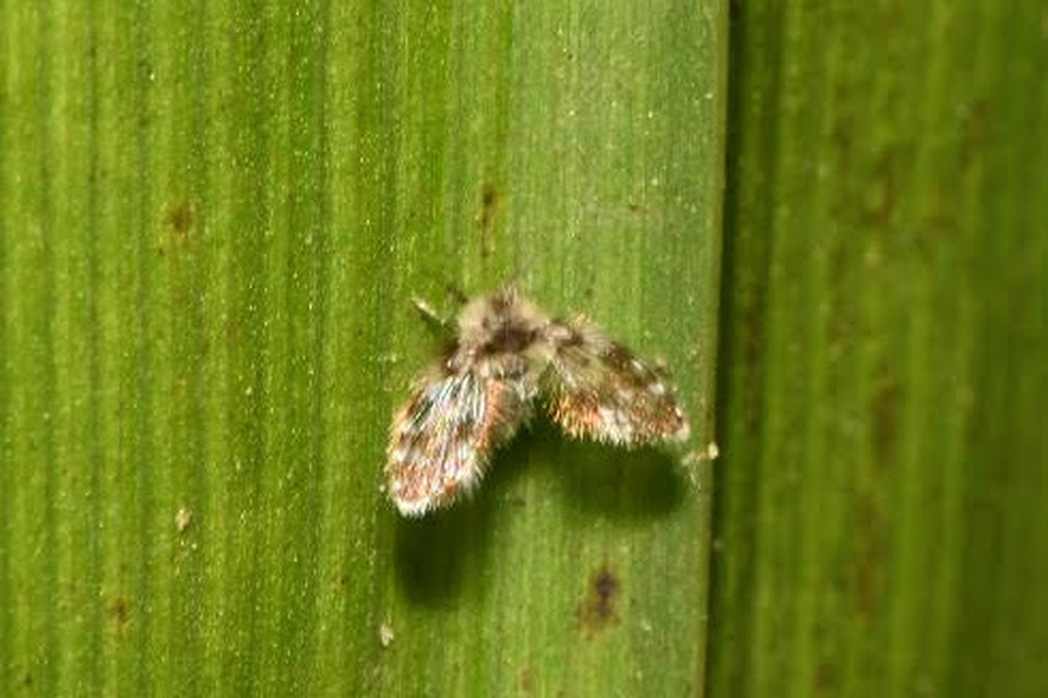Psychodidae - lepkeszúnyogok