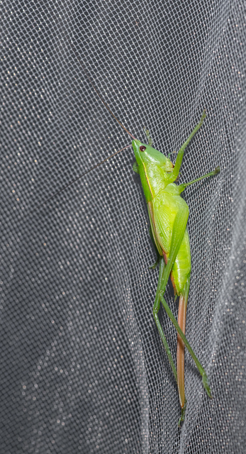 Ruspolia nitidula - nagy kúpfejűszöcske