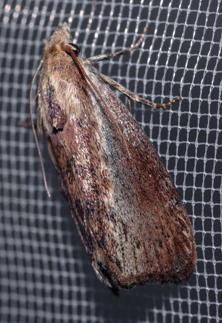 Galleria mellonella - nagy viaszmoly