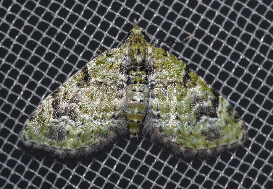 Chloroclystis v-ata - zöldes törpearaszoló