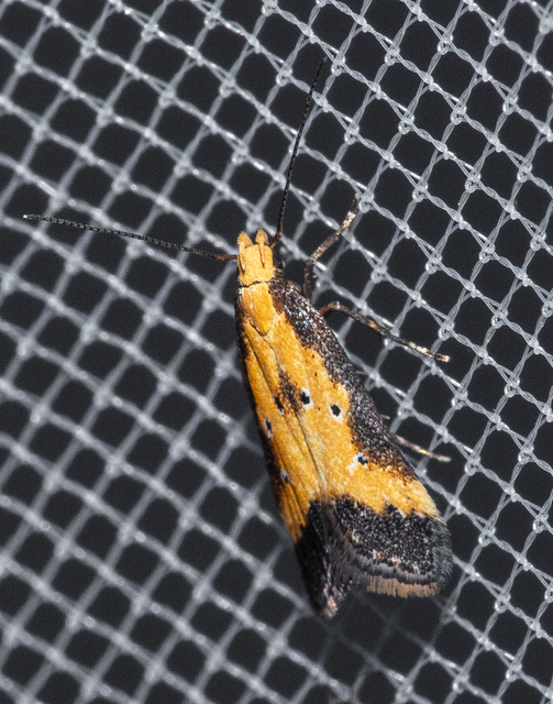 Brachmia dimidiella - citromkocsord-lápimoly