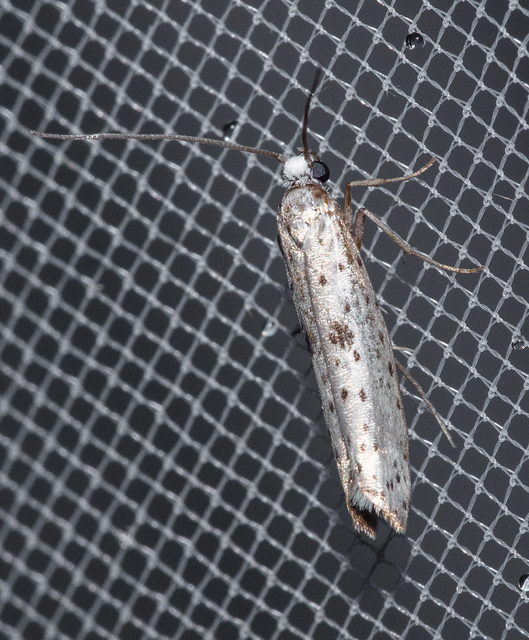 Yponomeuta plumbella - pókhálós bengemoly