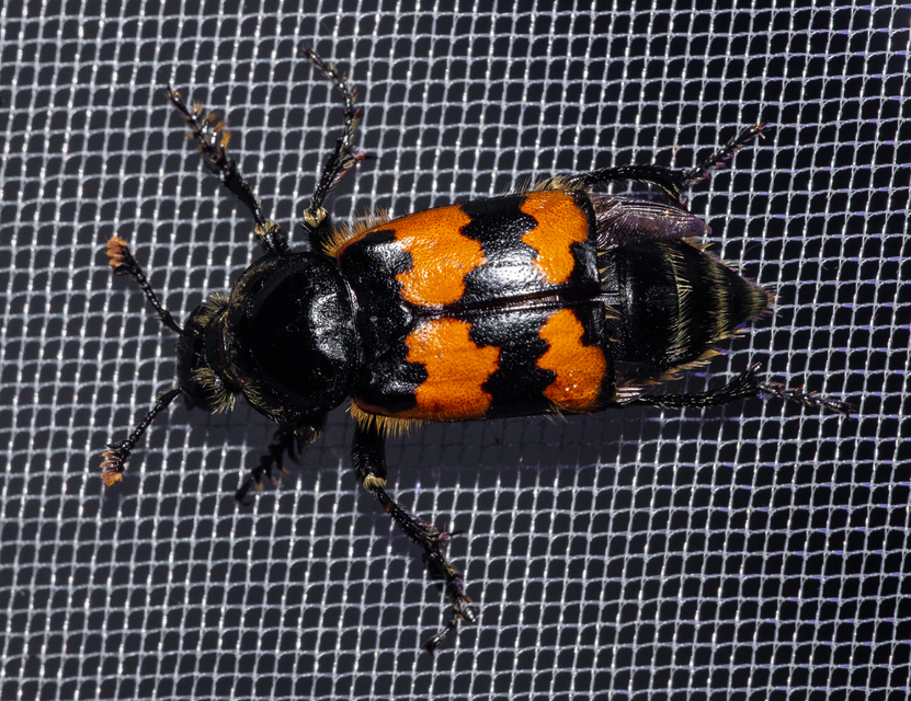 Nicrophorus vespillo - közönséges temetőbogár