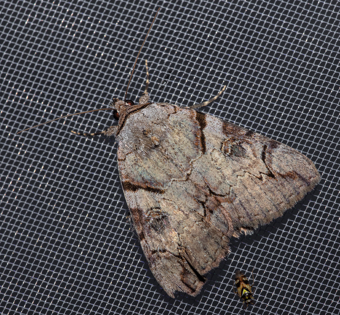Catocala hymenaea - kökény-övesbagoly