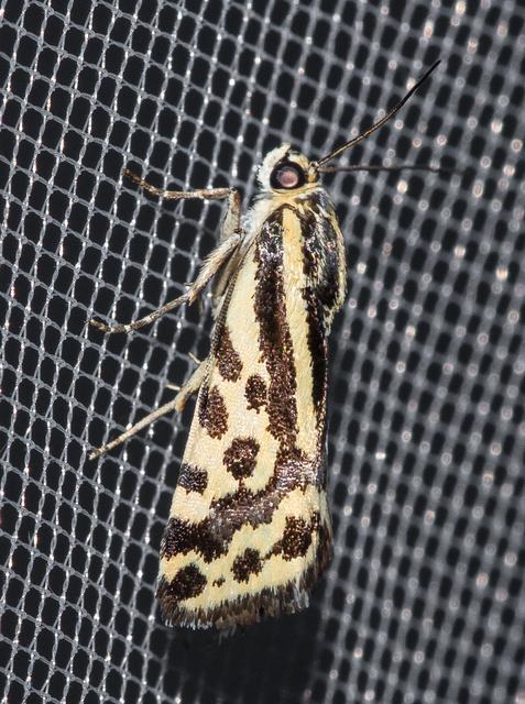 Emmelia trabealis - zebrabagoly