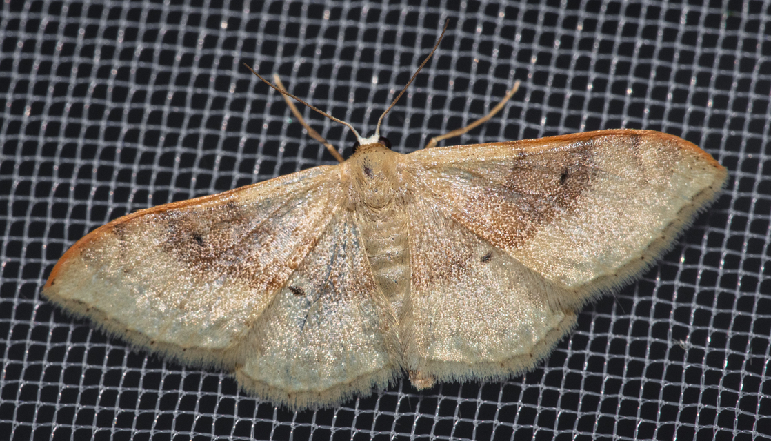 Idaea degeneraria - barnasávos araszoló