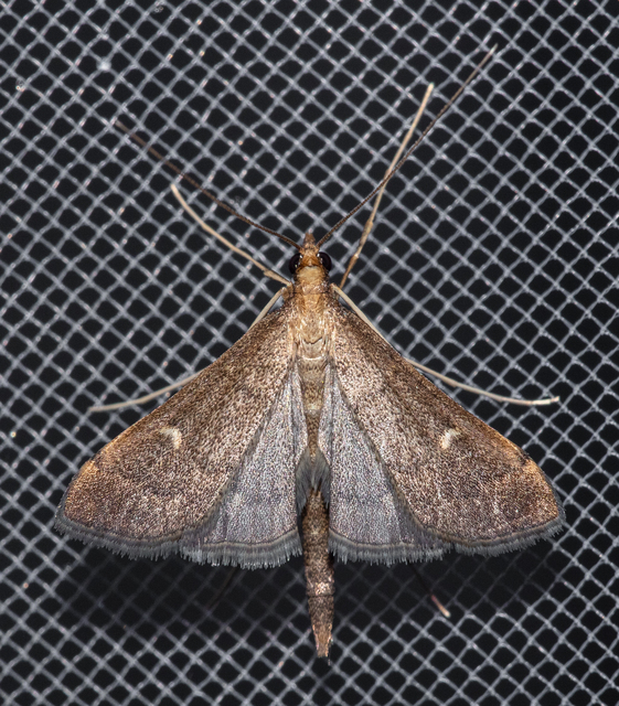 Dolicharthria punctalis - hosszúlábú tűzmoly