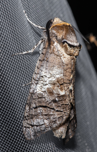 Cossus cossus - fűzfarontólepke