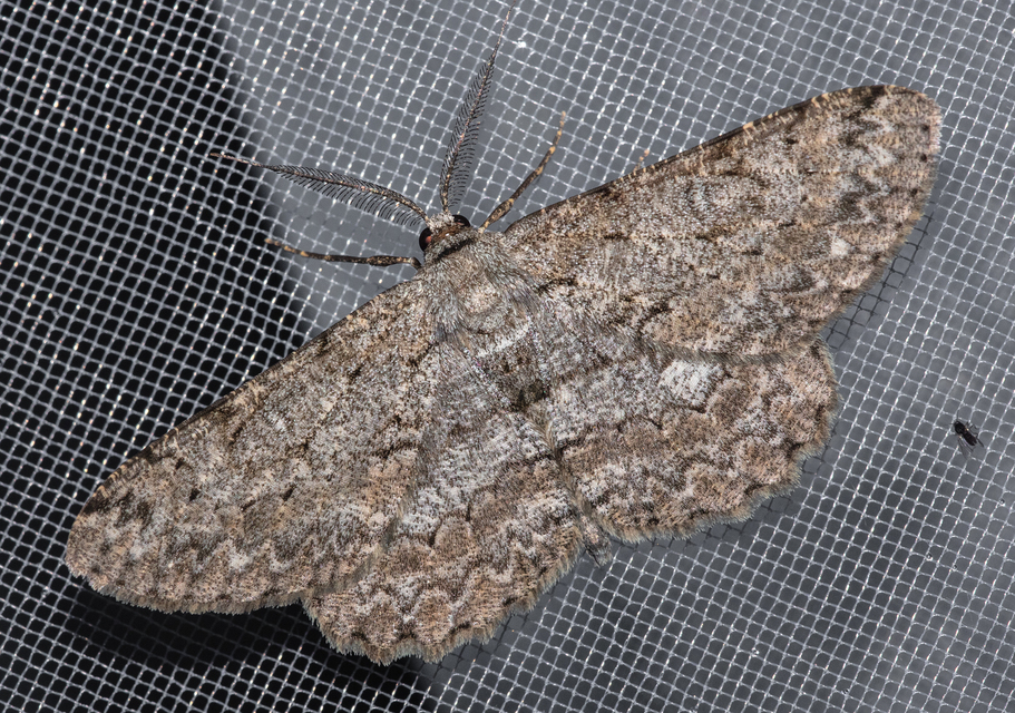 Hypomecis punctinalis - pettyes faaraszoló