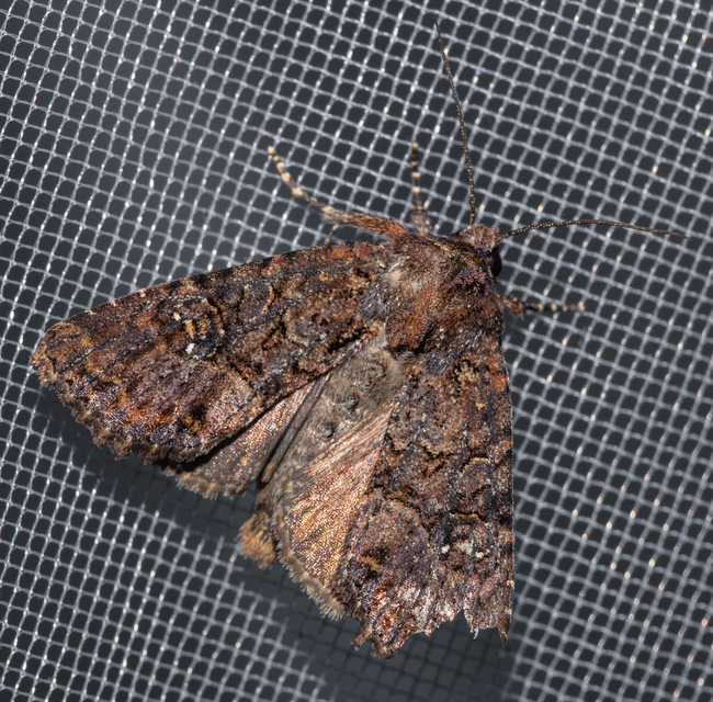 Mesapamea secalella/secalis