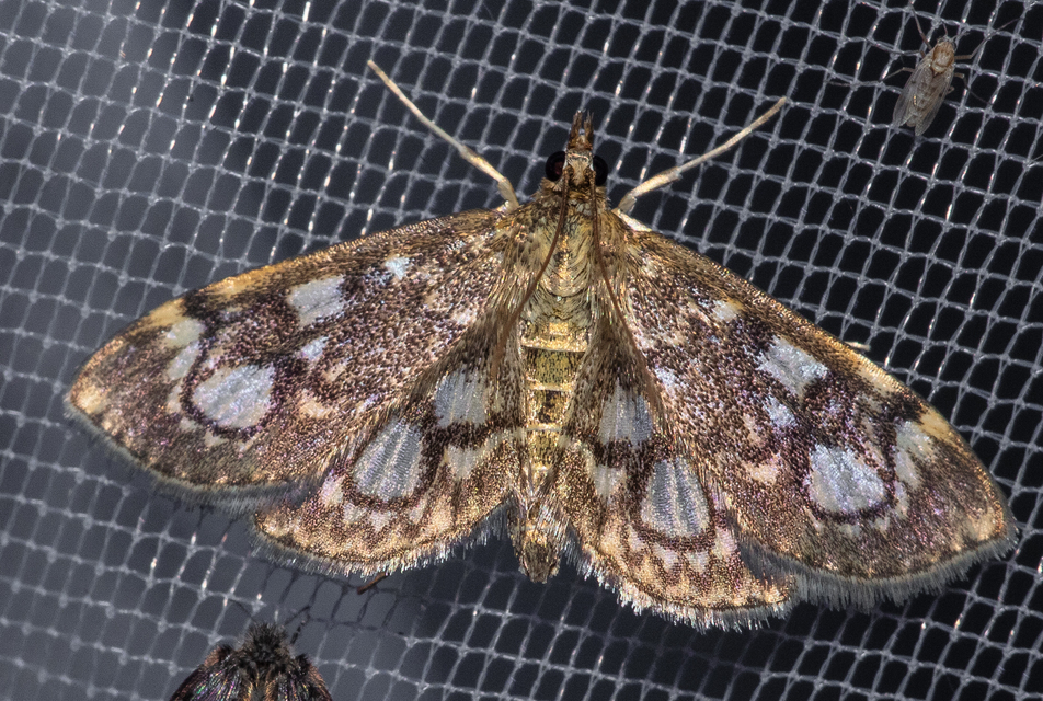Anania coronata - koronás dudvamoly