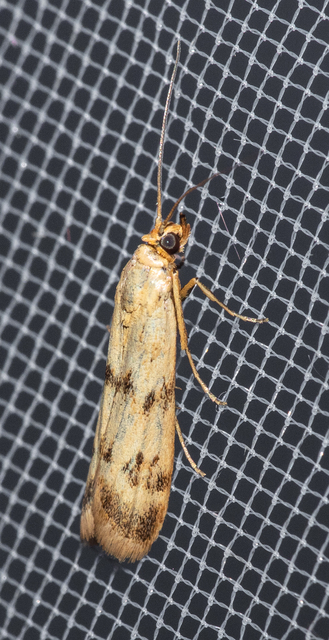 Homoeosoma sinuella - agyagsárga karcsúmoly