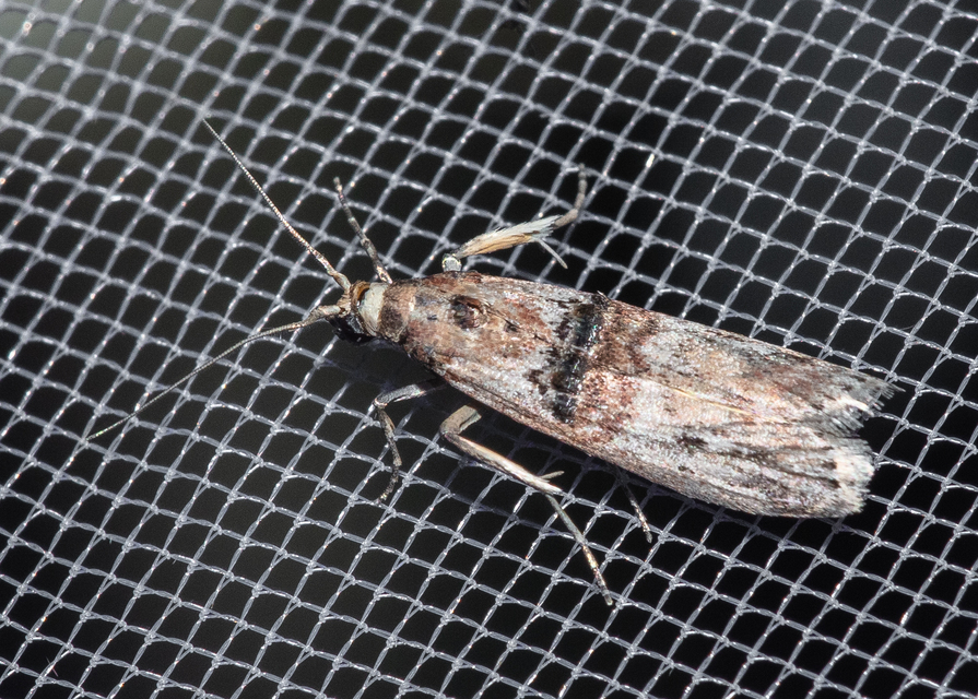 Nephopterix angustella - kecskerágó-karcsúmoly