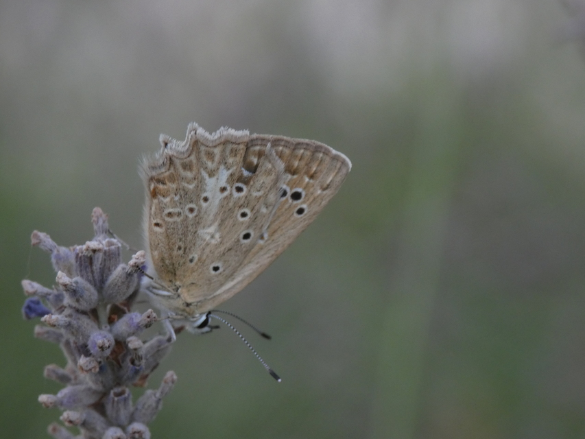 Polyommatus daphnis - csipkés boglárka