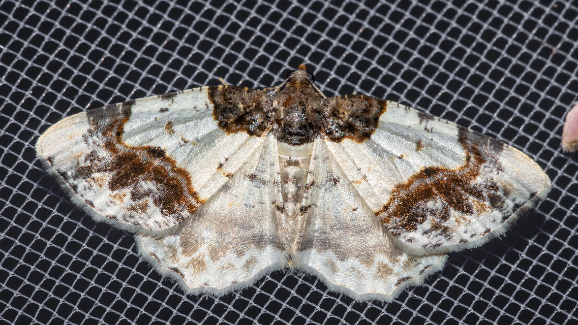 Ligdia adustata - barna levélaraszoló