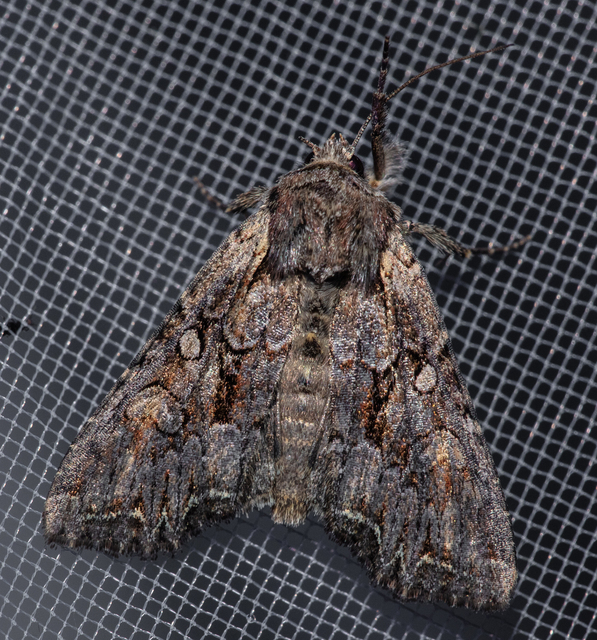 Lacanobia thalassina - borbolya-kertibagoly