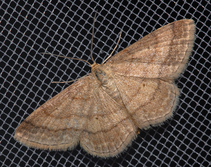 Scopula rubiginata - réti pirosaraszoló