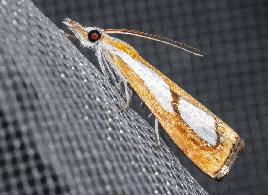 Catoptria pinella - ezüstös fűgyökérmoly