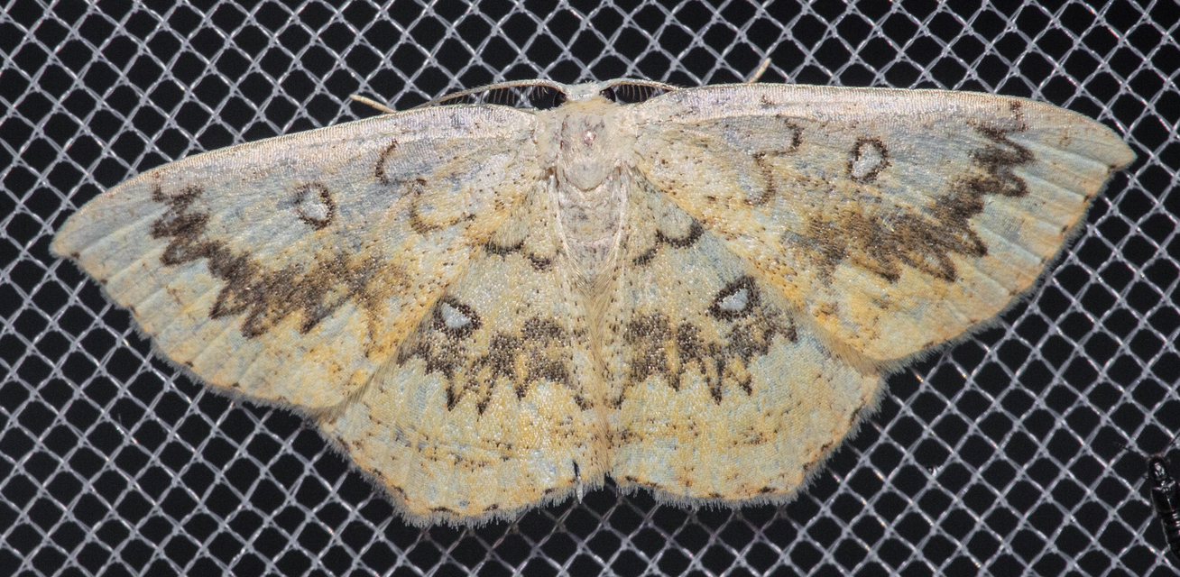 Cyclophora annularia - gyűrűs pettyesaraszoló