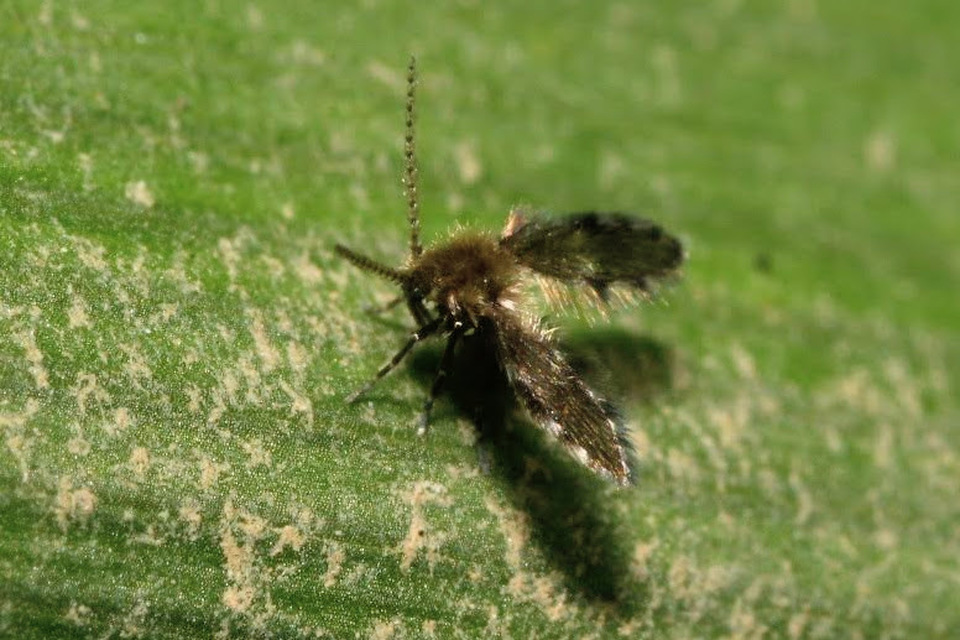 Psychodinae