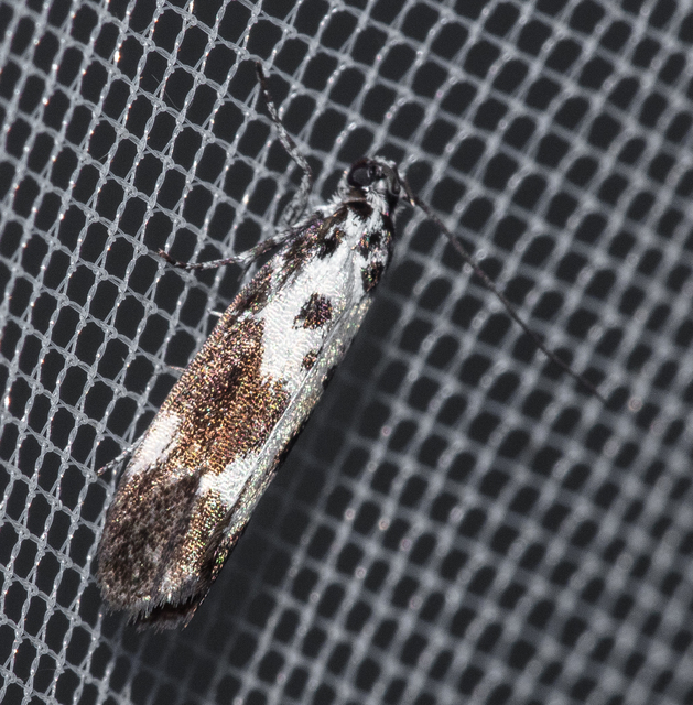 Ethmia quadrillella - gyászos feketemoly