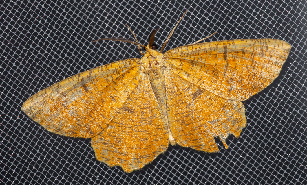 Angerona prunaria - sárga kökényaraszoló
