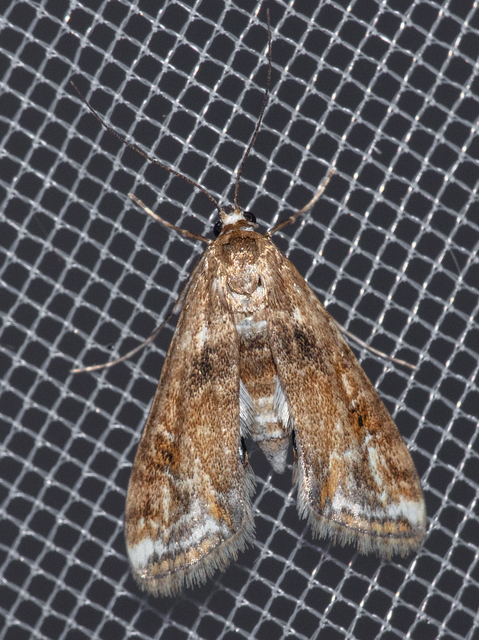 Cataclysta lemnata - békalencsemoly