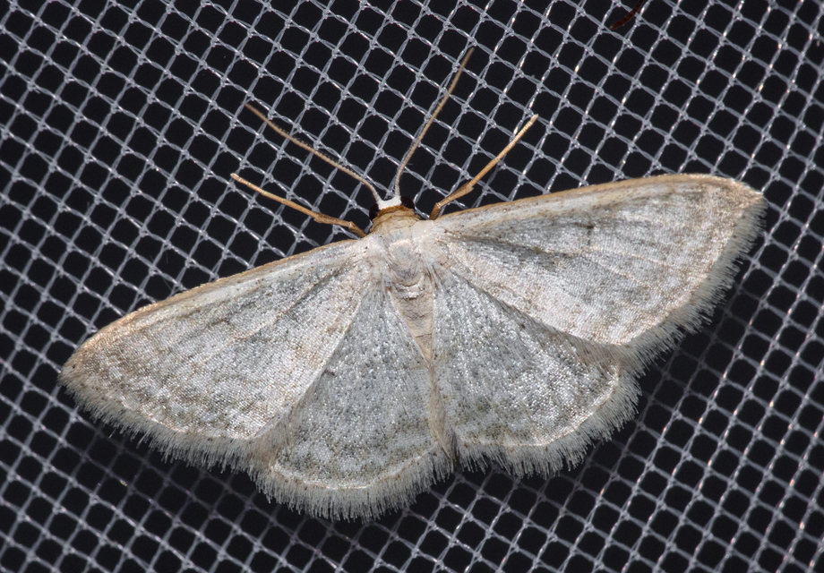 Idaea subsericeata - ötvonalas apróaraszoló
