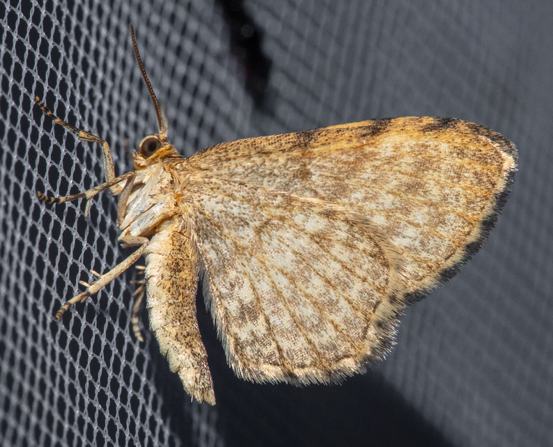 Euchoeca nebulata - barnás égeraraszoló