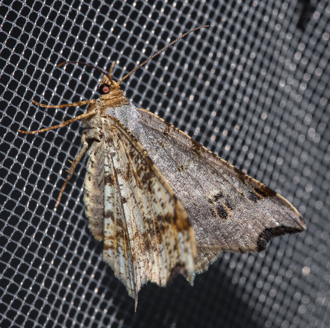Macaria alternata - közönséges szürkearaszoló