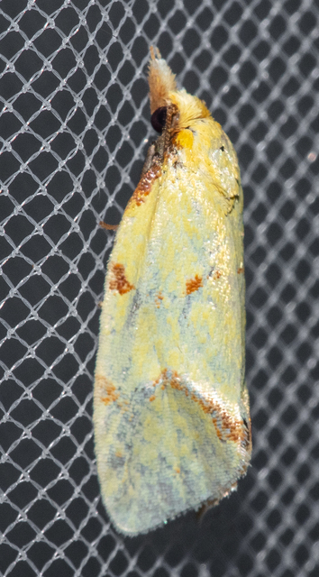 Agapeta hamana - közönséges sárgamoly
