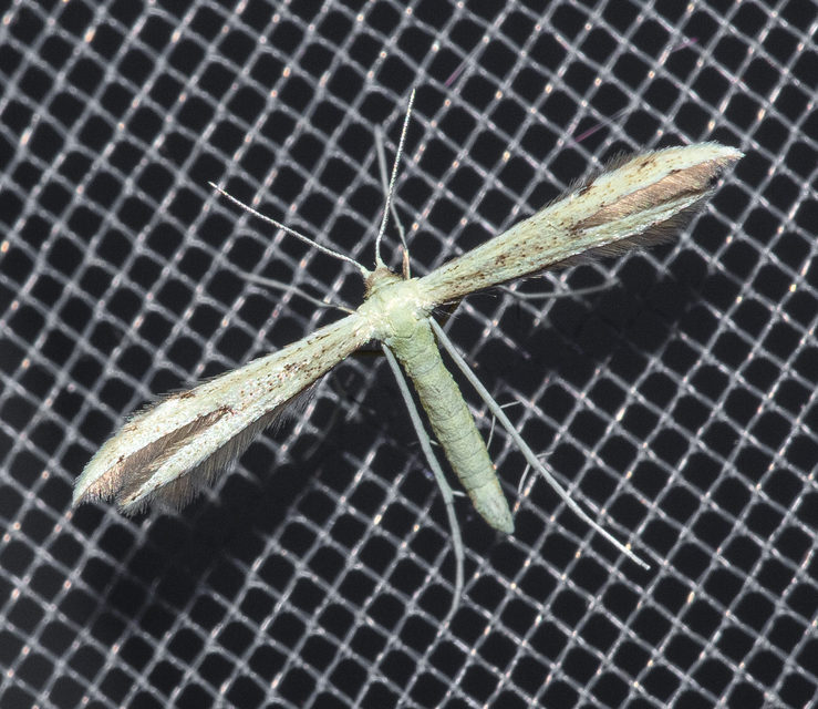 Pterophoridae - tollasmolyfélék