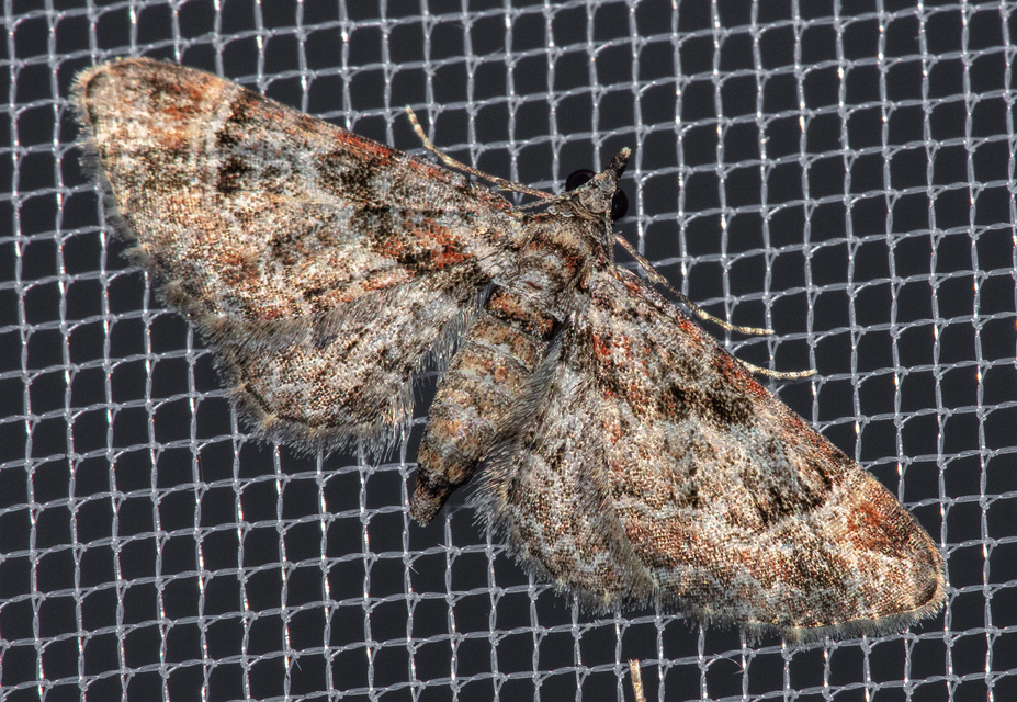 Gymnoscelis rufifasciata - vöröscsíkos törpearaszoló