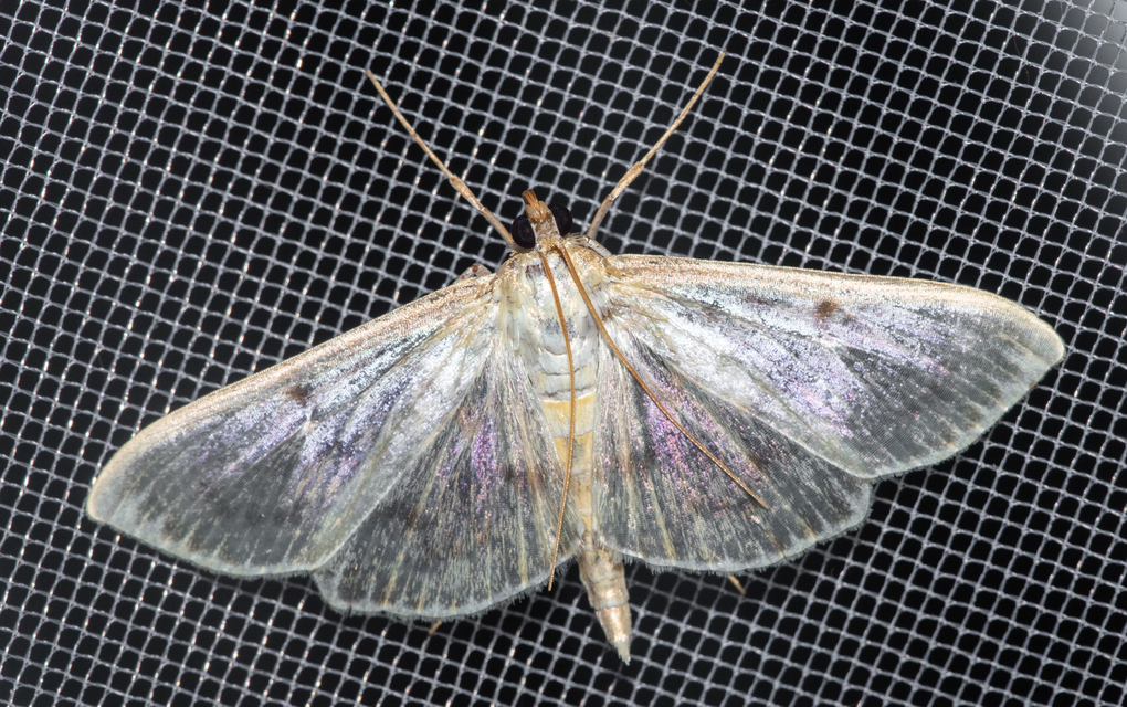 Patania ruralis - csalánevő tűzmoly