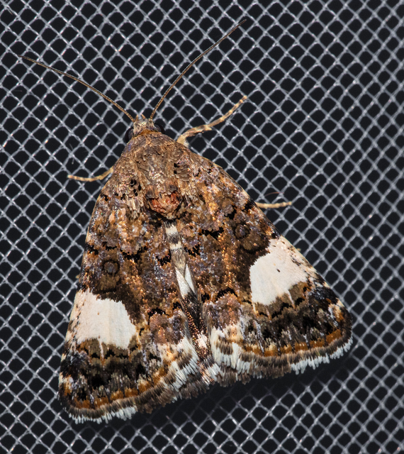 Tyta luctuosa - fekete nappalibagoly
