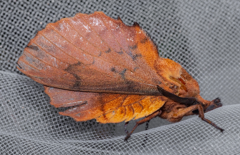 Gastropacha quercifolia - tölgylevélpohók