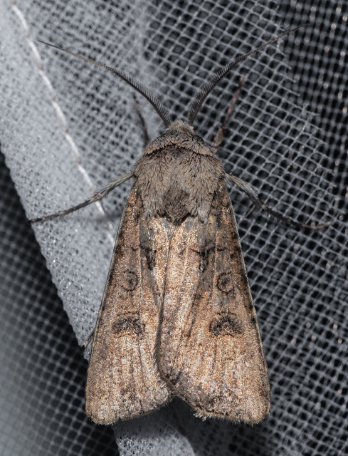 Agrotis segetum - vetési földibagoly