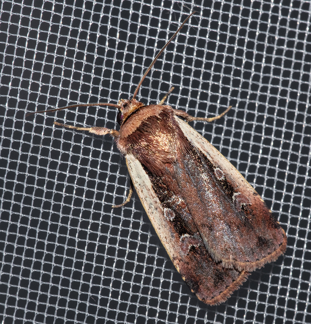 Ochropleura plecta - fehérszegélyű fűbagoly