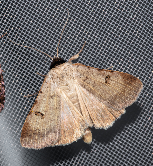 Lygephila craccae - gyakori csüdfűbagoly